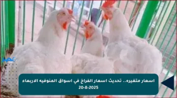 أسعار متغيرة.. تحديث أسعار الفراخ في أسواق المنوفية الأربعاء 20-8-2025